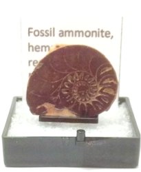 Fossilized Ammonite, Morocco